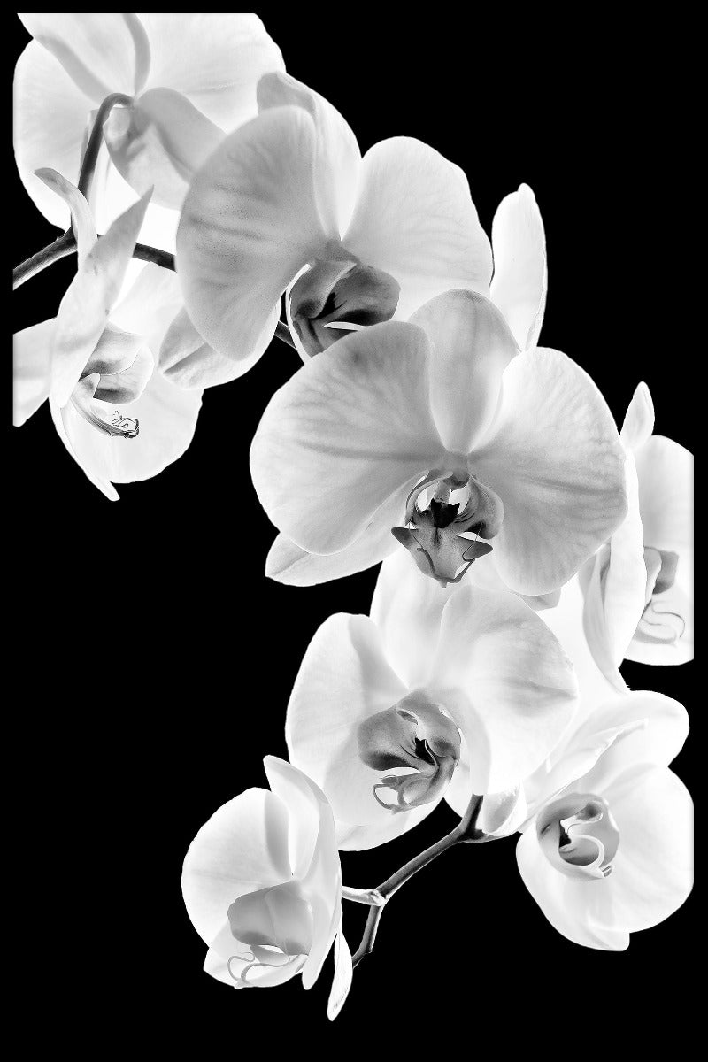Aufzeichnungen über Phalaenopsis-Orchideen