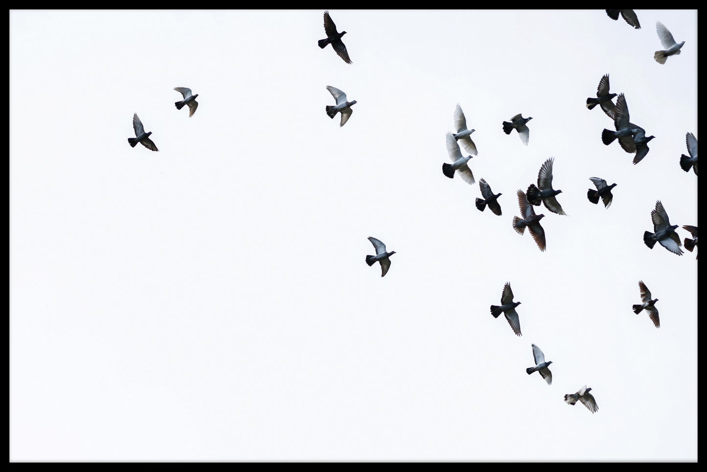 Rekorde für Vogelschwärme