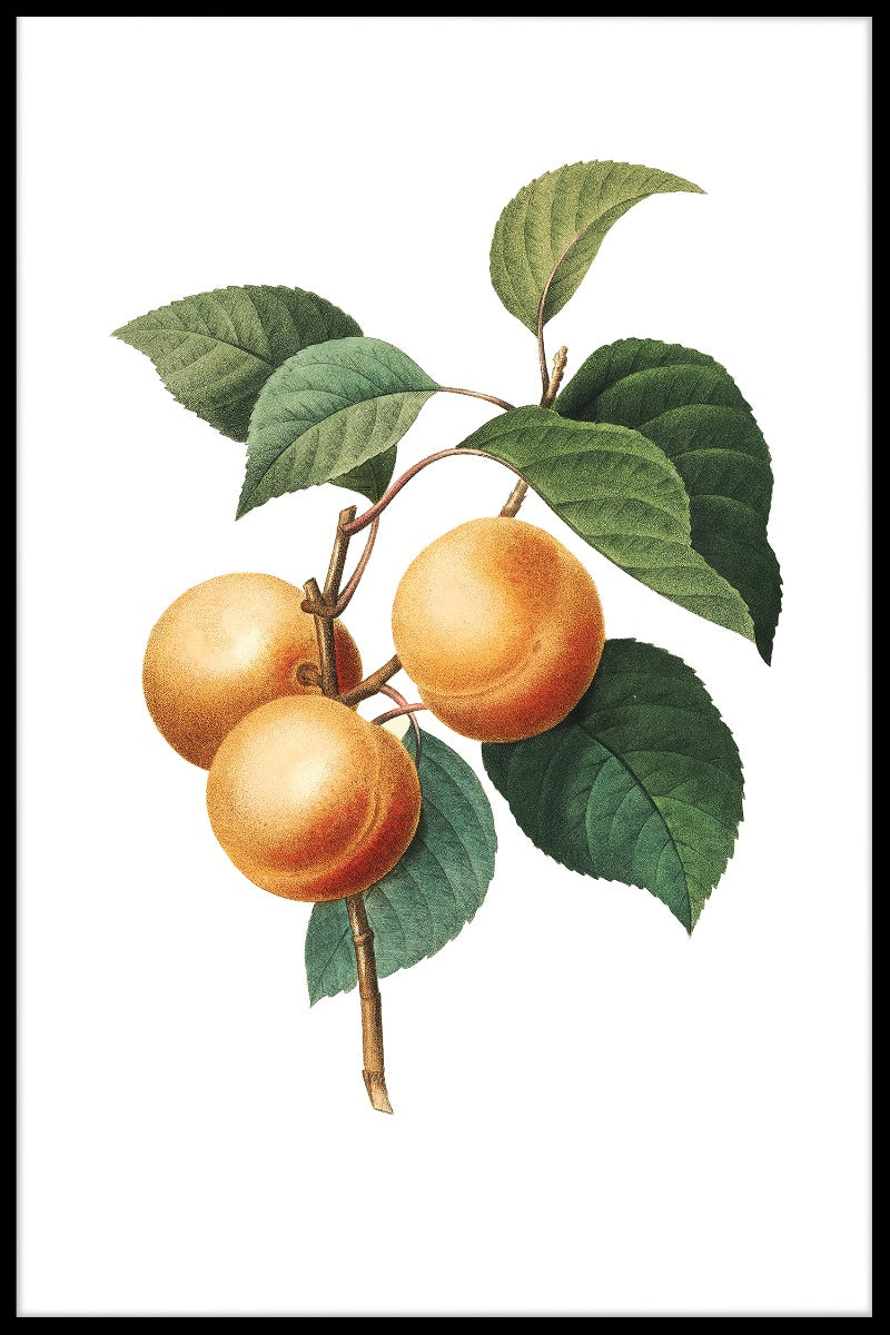 Vintages Aprikosen-Illustrationsplakat