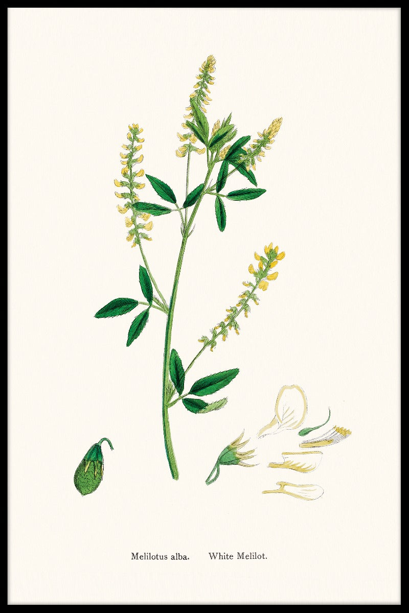 Aufzeichnungen von Melilotus Albus