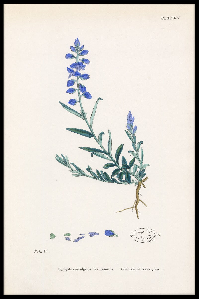 Rekord Polygala Vulgaris
