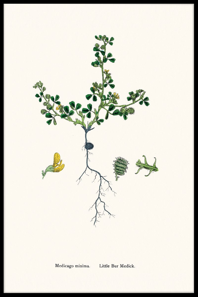 Medicago Mindestartikel