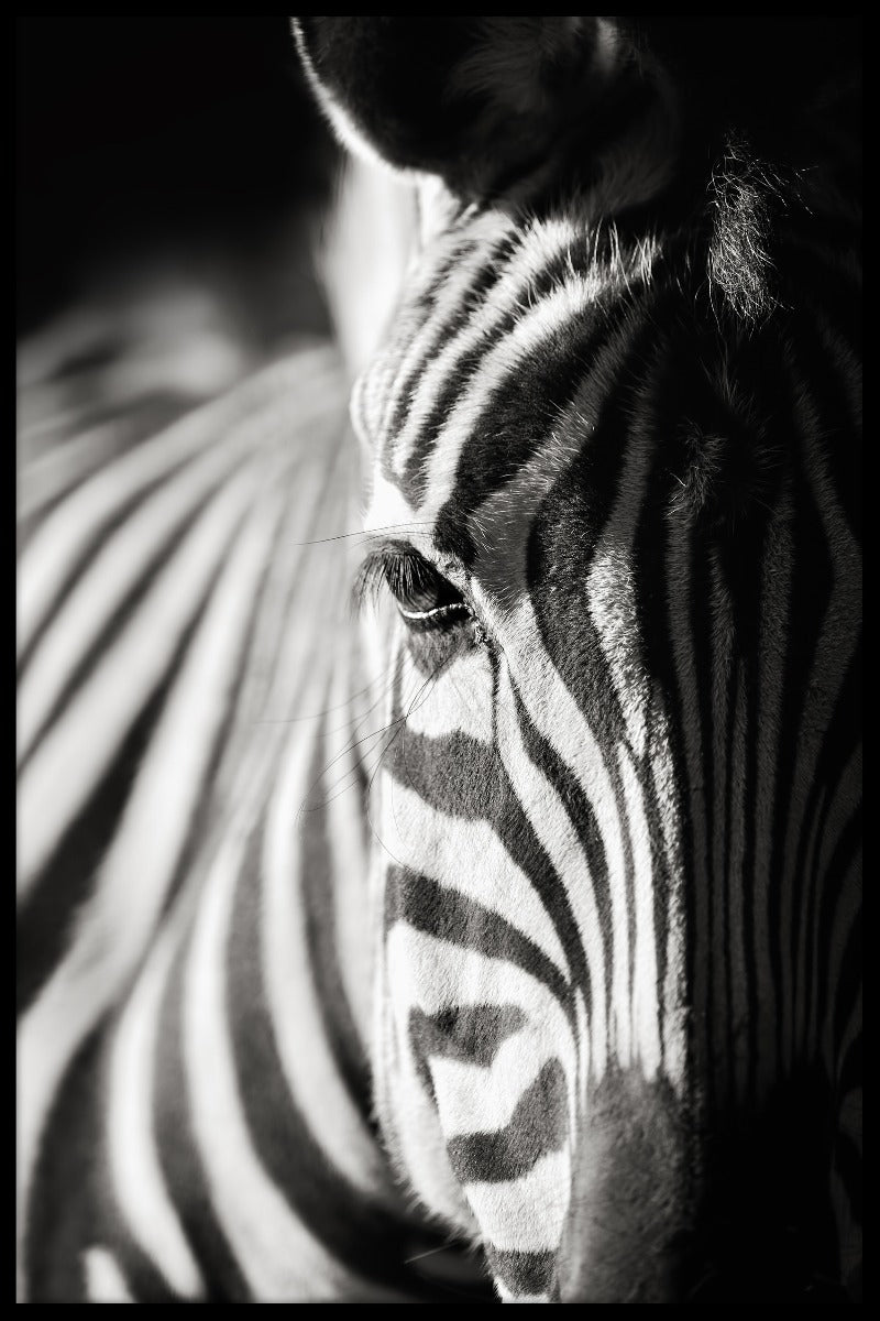 Zebra-Porträt-Naturposter