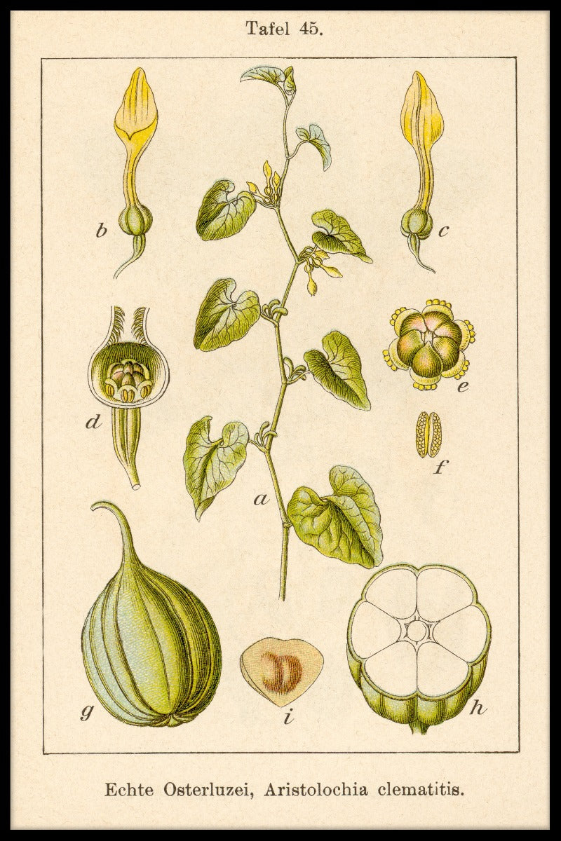 Antik blomma Poster mit Geburtswurz