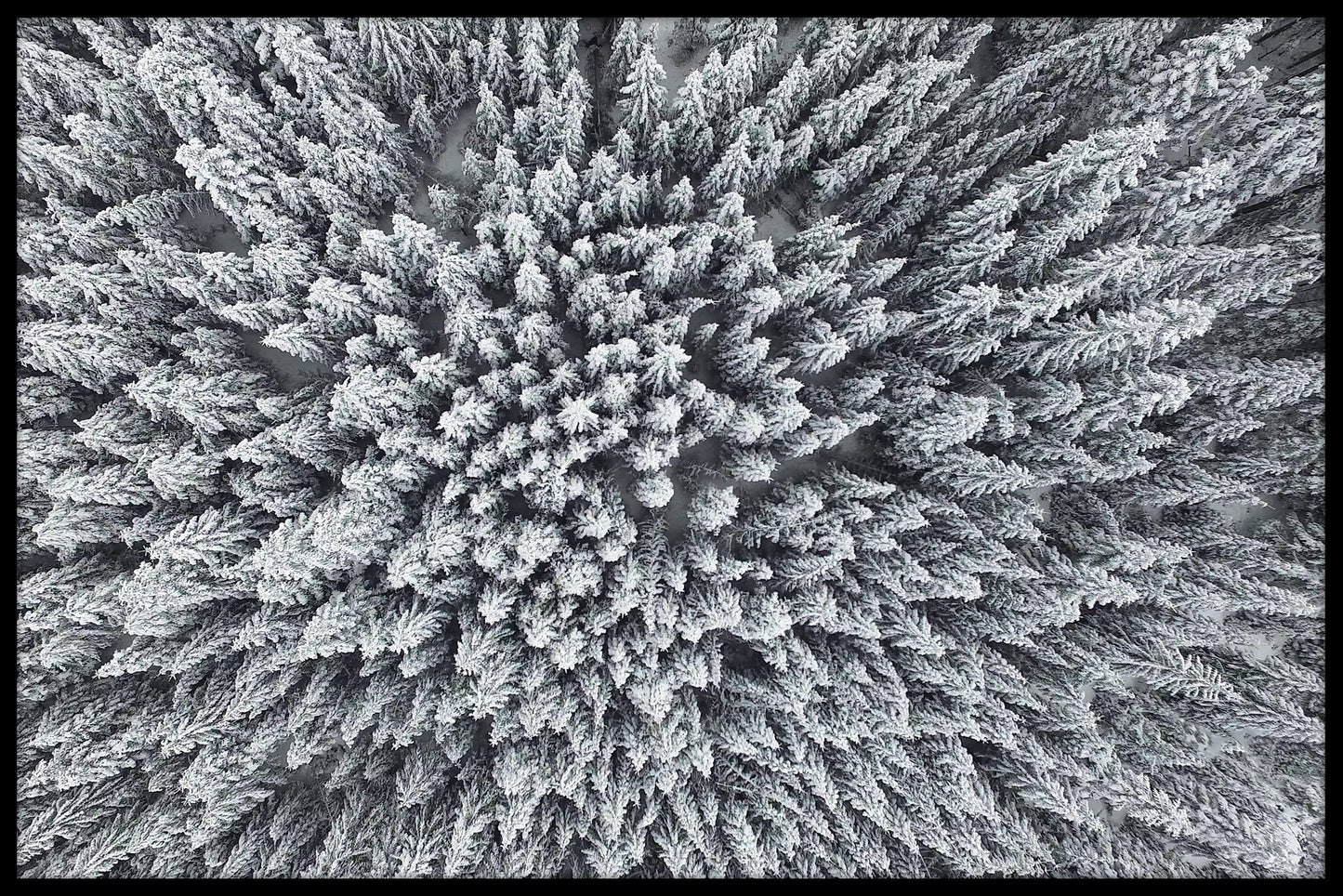 Kiefernwald-Winter-Frost-Plakat