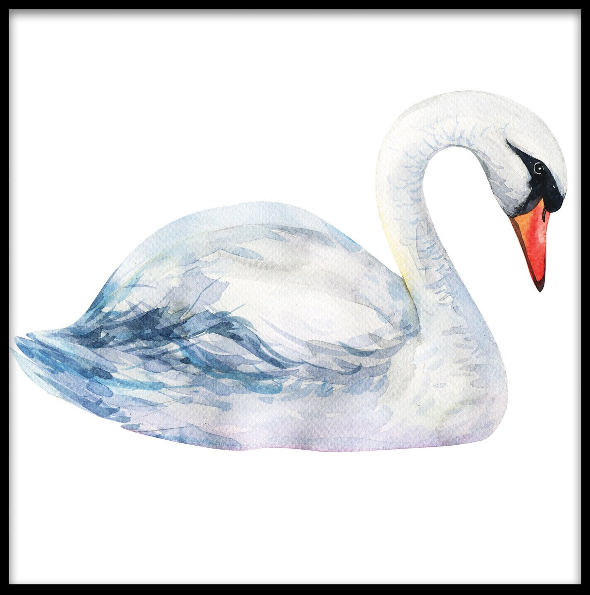 Schwan Solo Aquarell