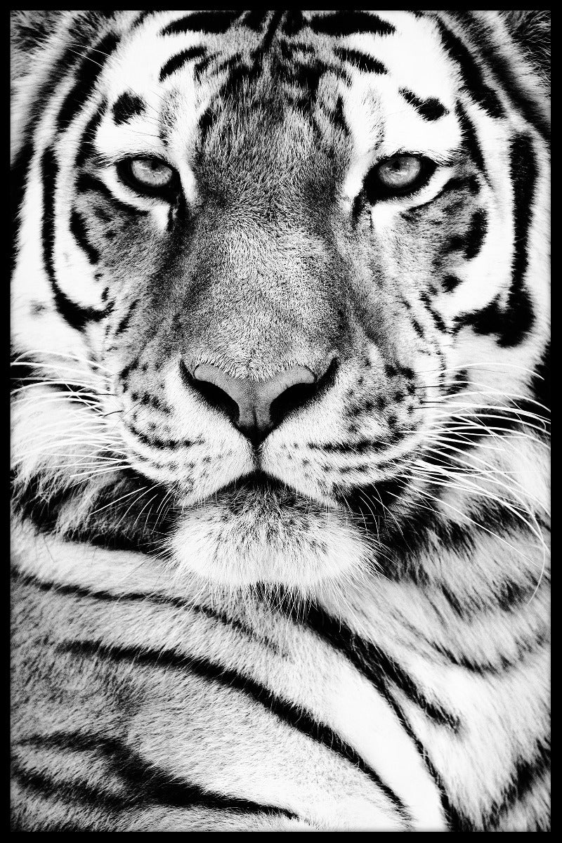 Porträtplakat des sibirischen Tigers