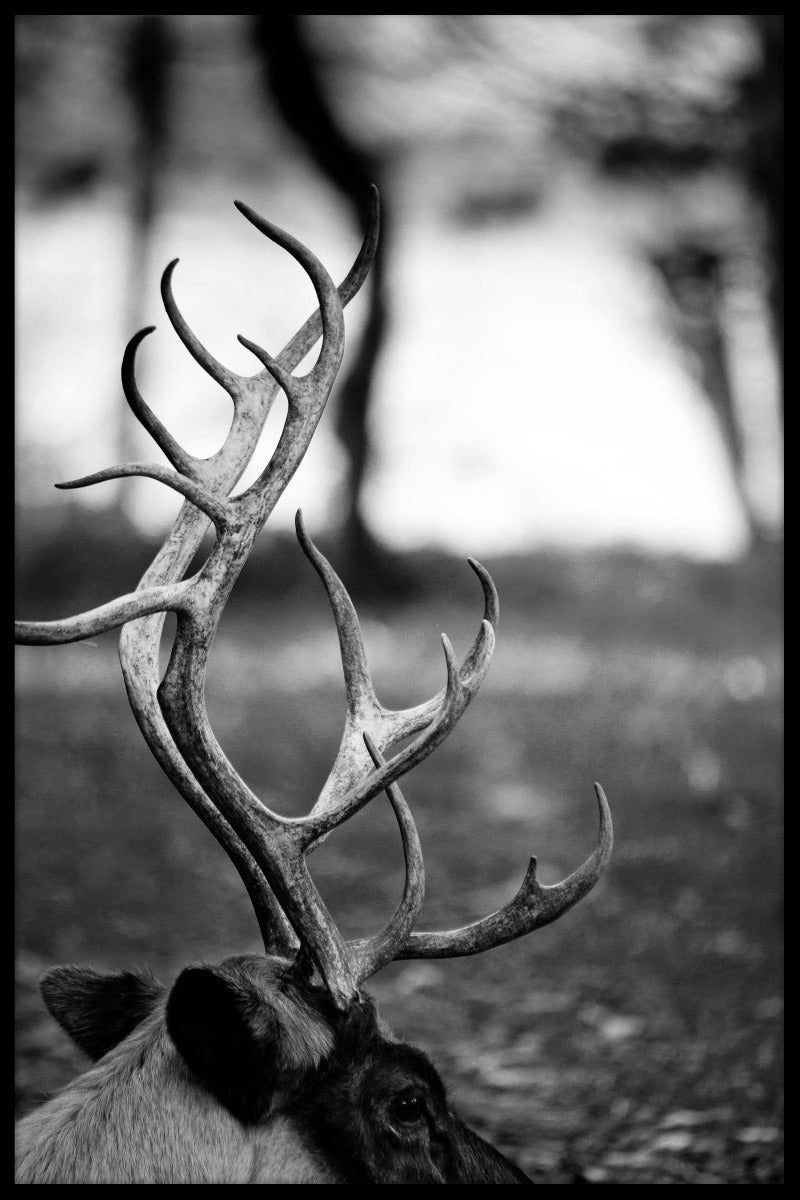 Rentier Nahaufnahme Poster-s