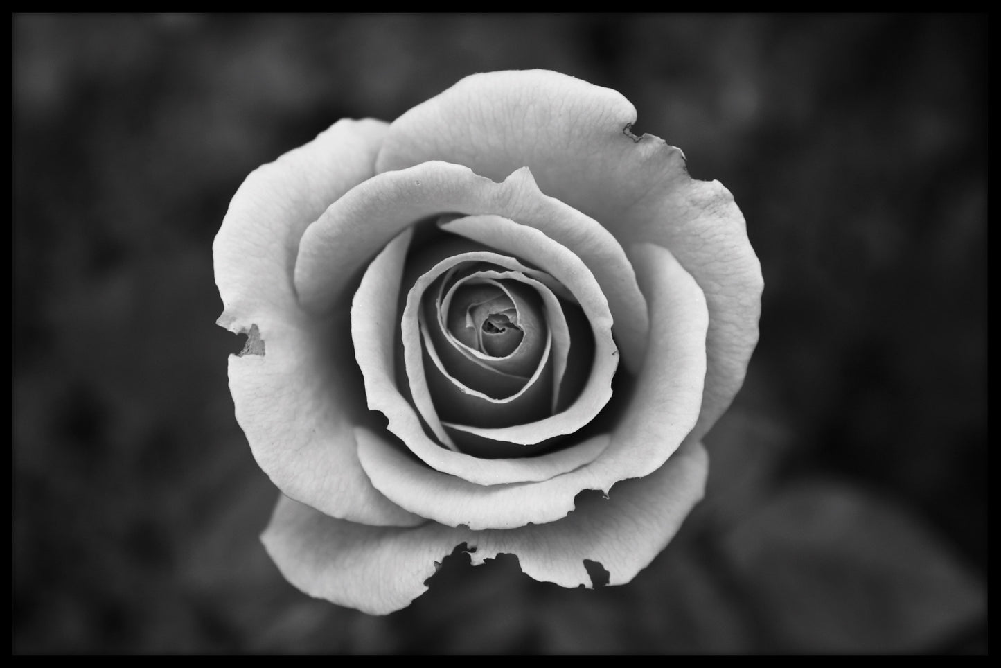 Weiße Rose im Schwarz-Weiß-Poster