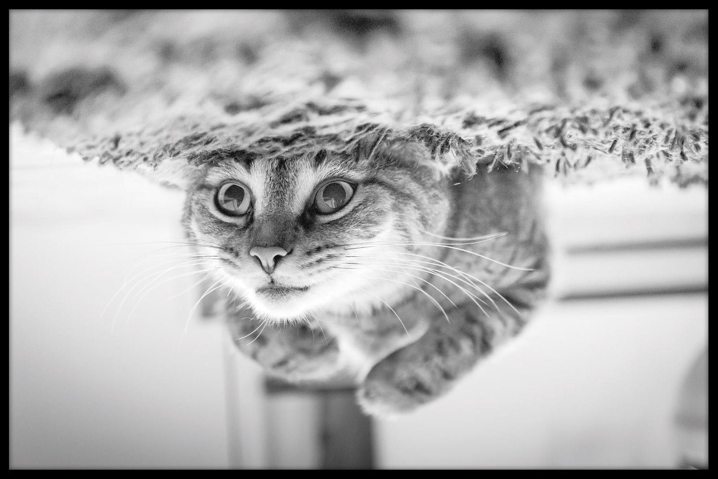 Rekord im Unterwassertauchen mit Katzen