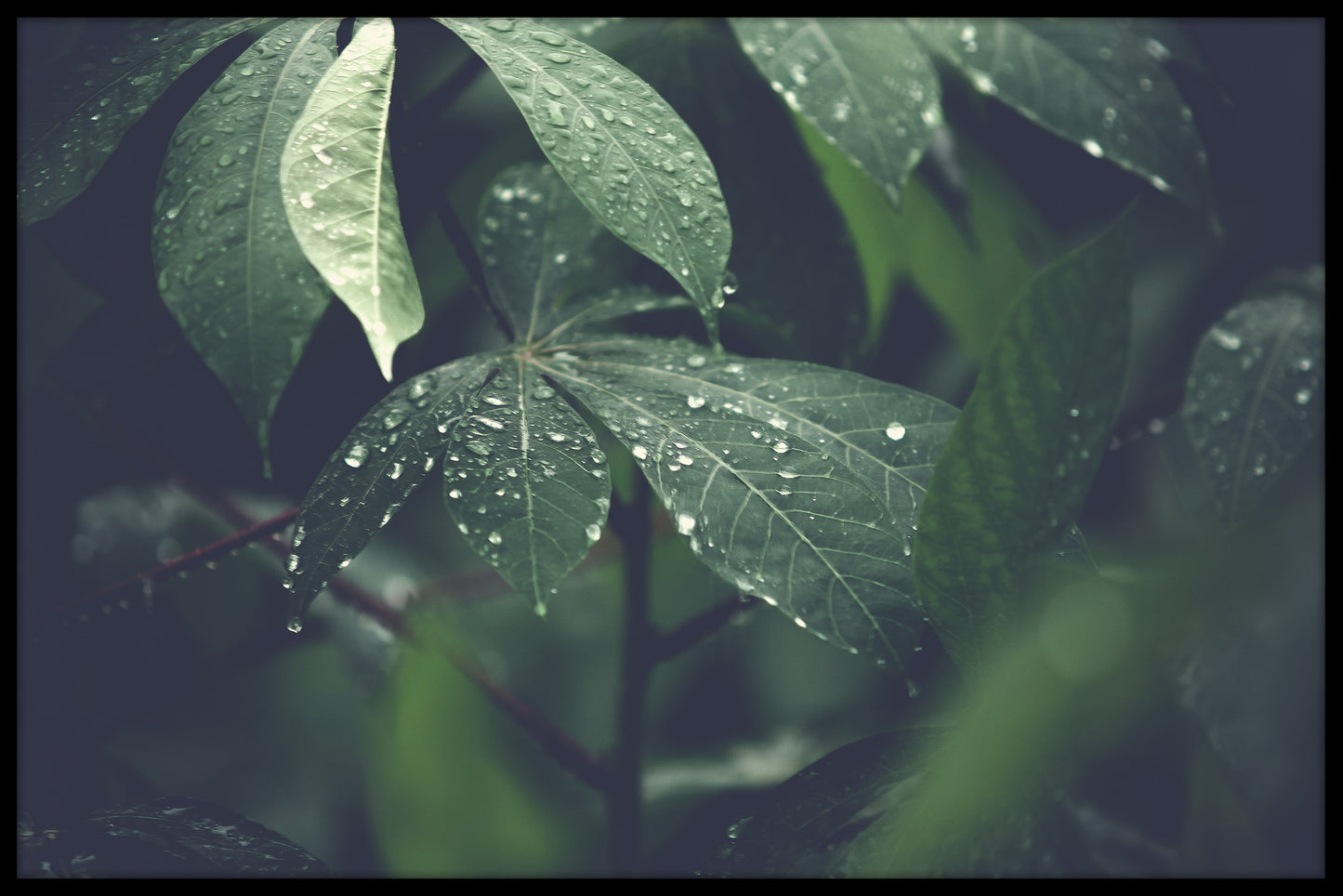 Einträge für feuchten Regenwald