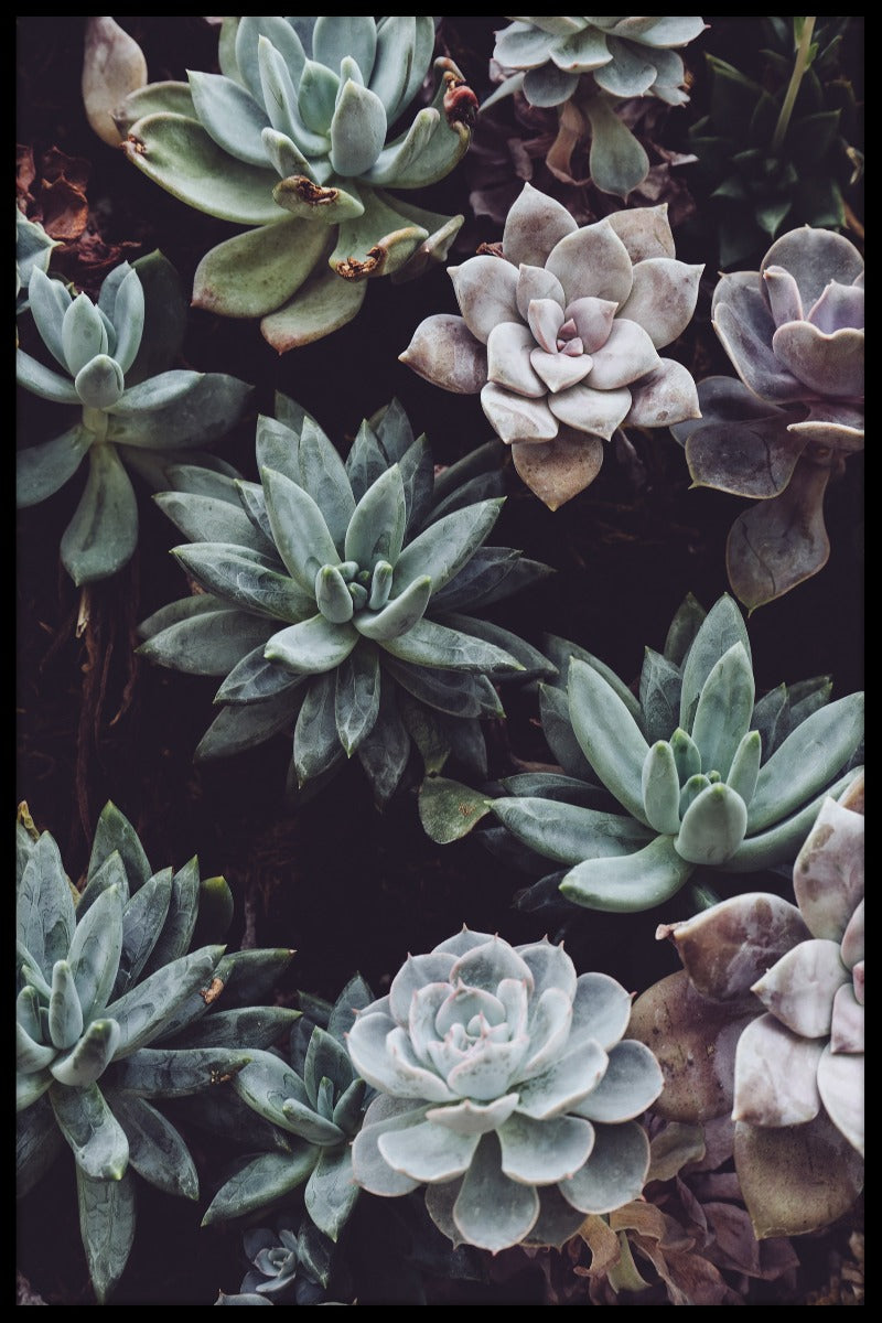 Plakat mit botanischen Blumen