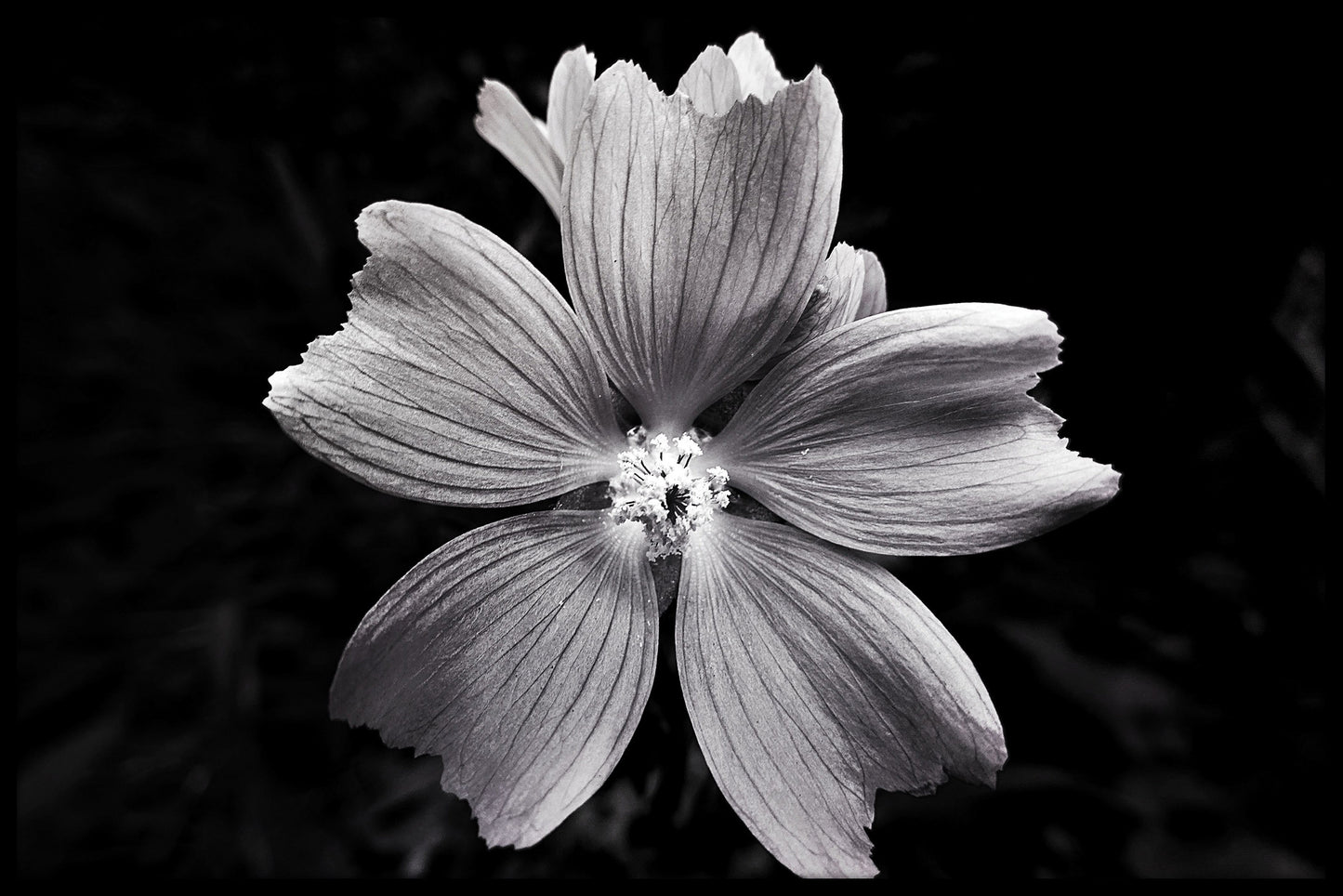 Schwarz-weißes Blumenplakat