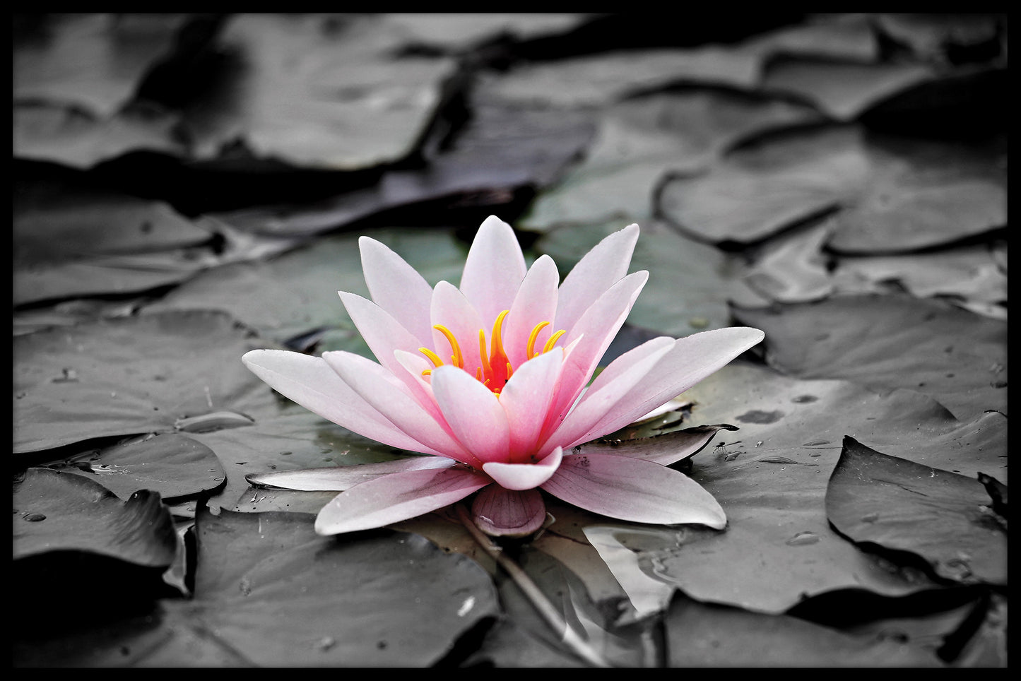 Blume auf dem Teichplakat