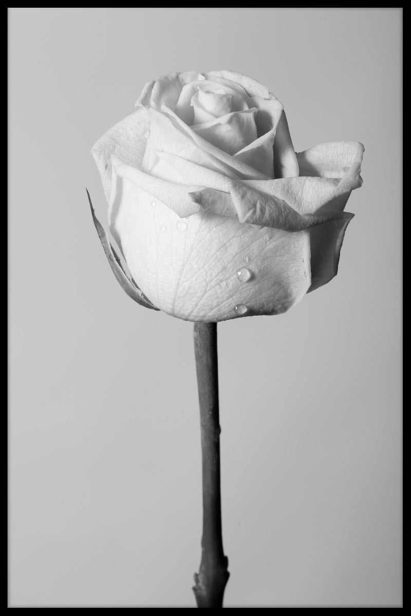 Blume N03 Artikel