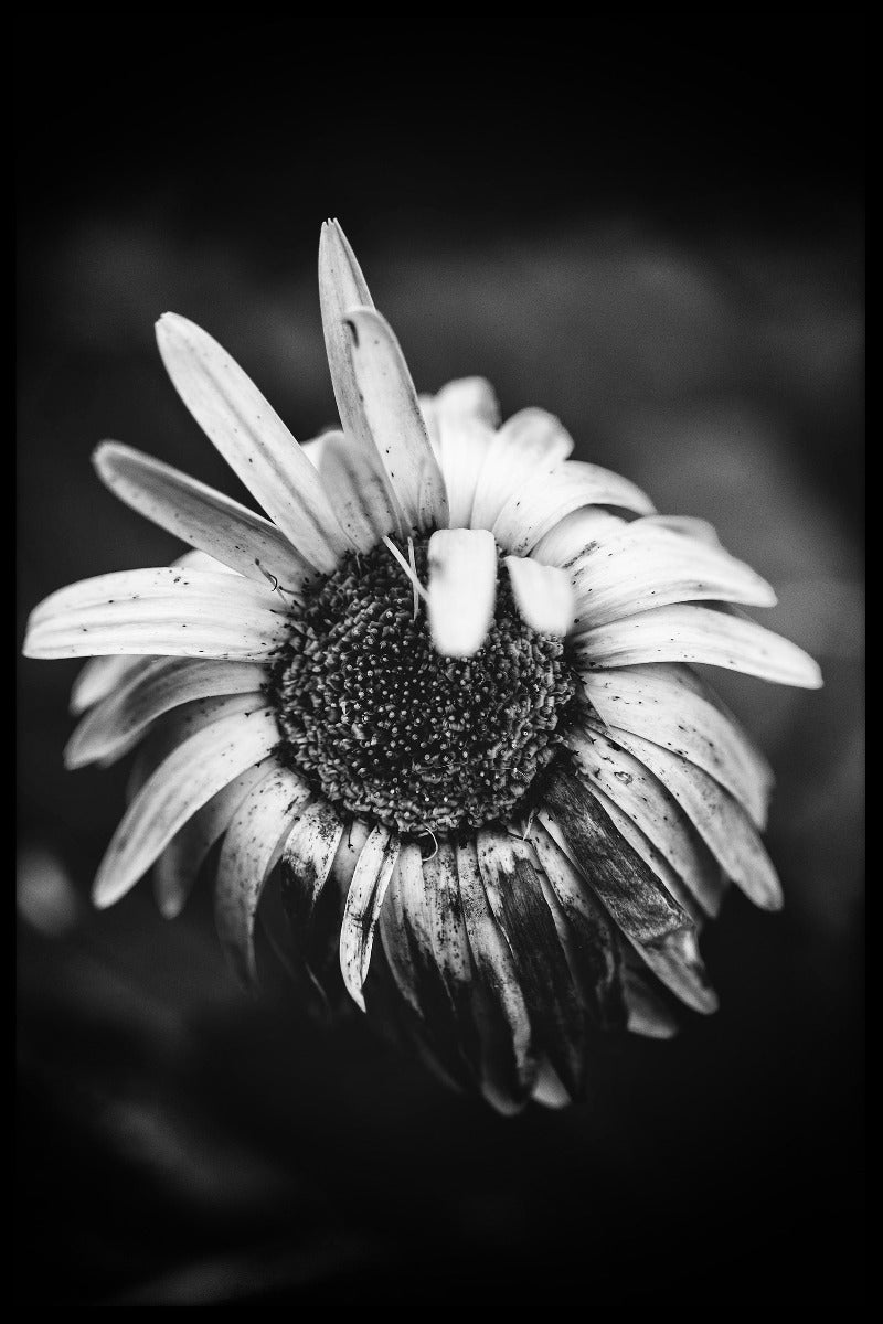 Makroblume N02 Einträge