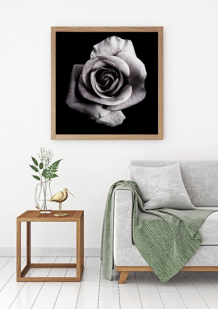 Rose auf schwarzem Plakat