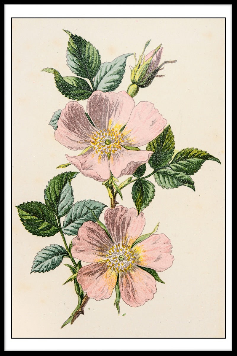 Rosa Canina-Illustrationsplakat