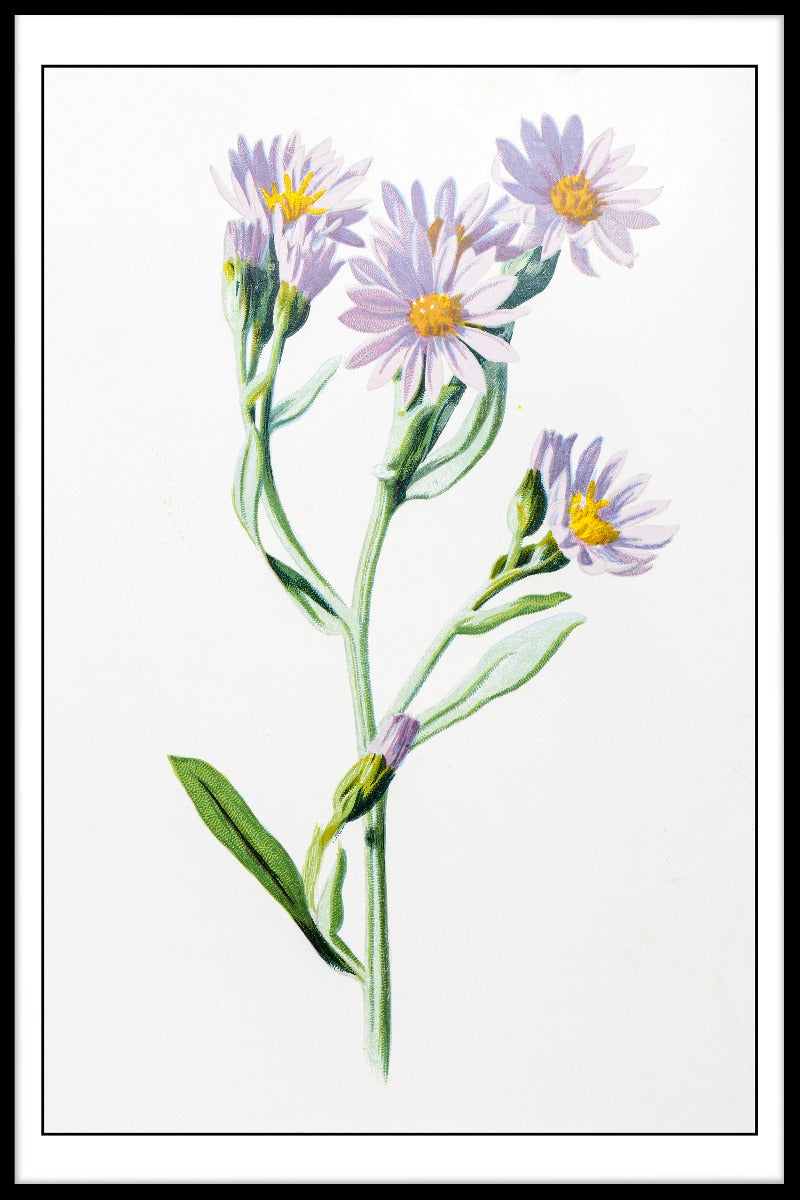 Starwort-Illustrationsposter