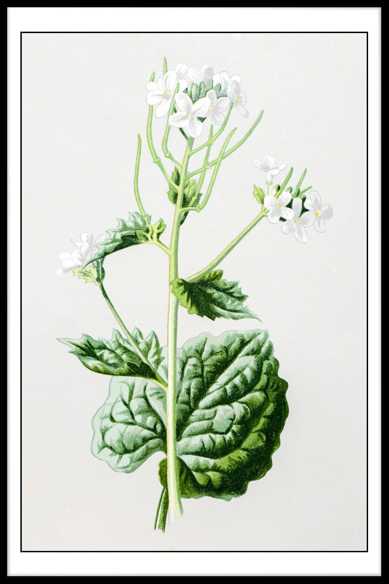 Antik blommig Illustrationsposter