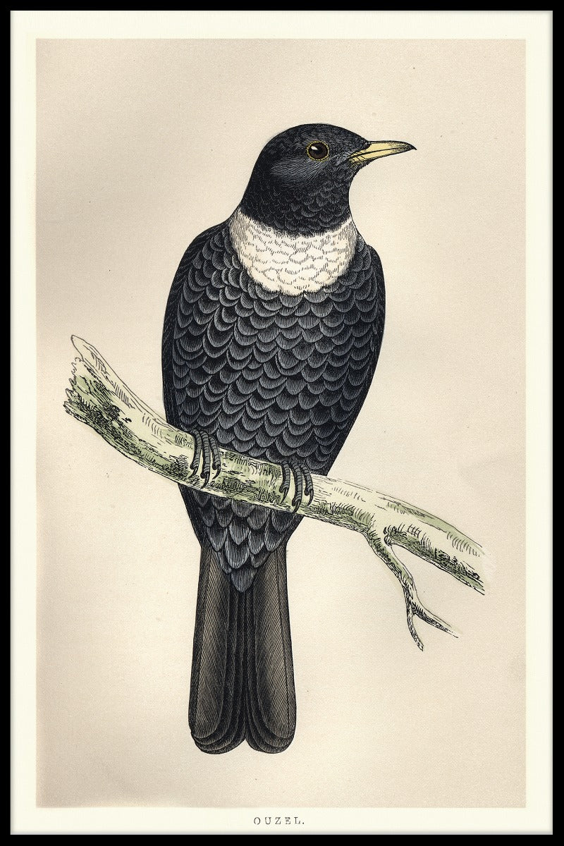 Ringdrossel-Plakat