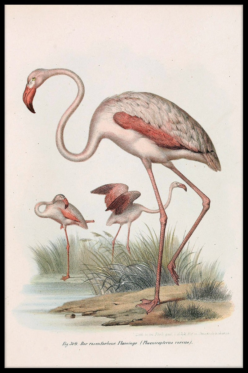 Phoenicopterus Roseus-Plakat