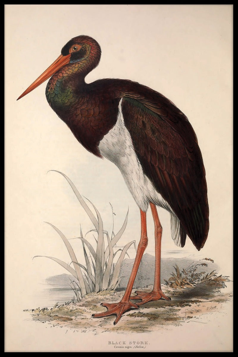 Ciconia Nigra-Plakat