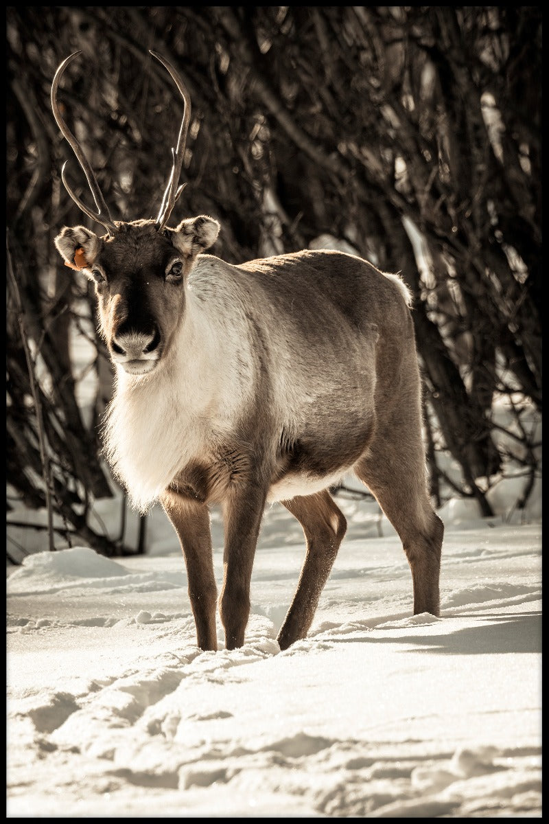 Poster Rentier im Schnee