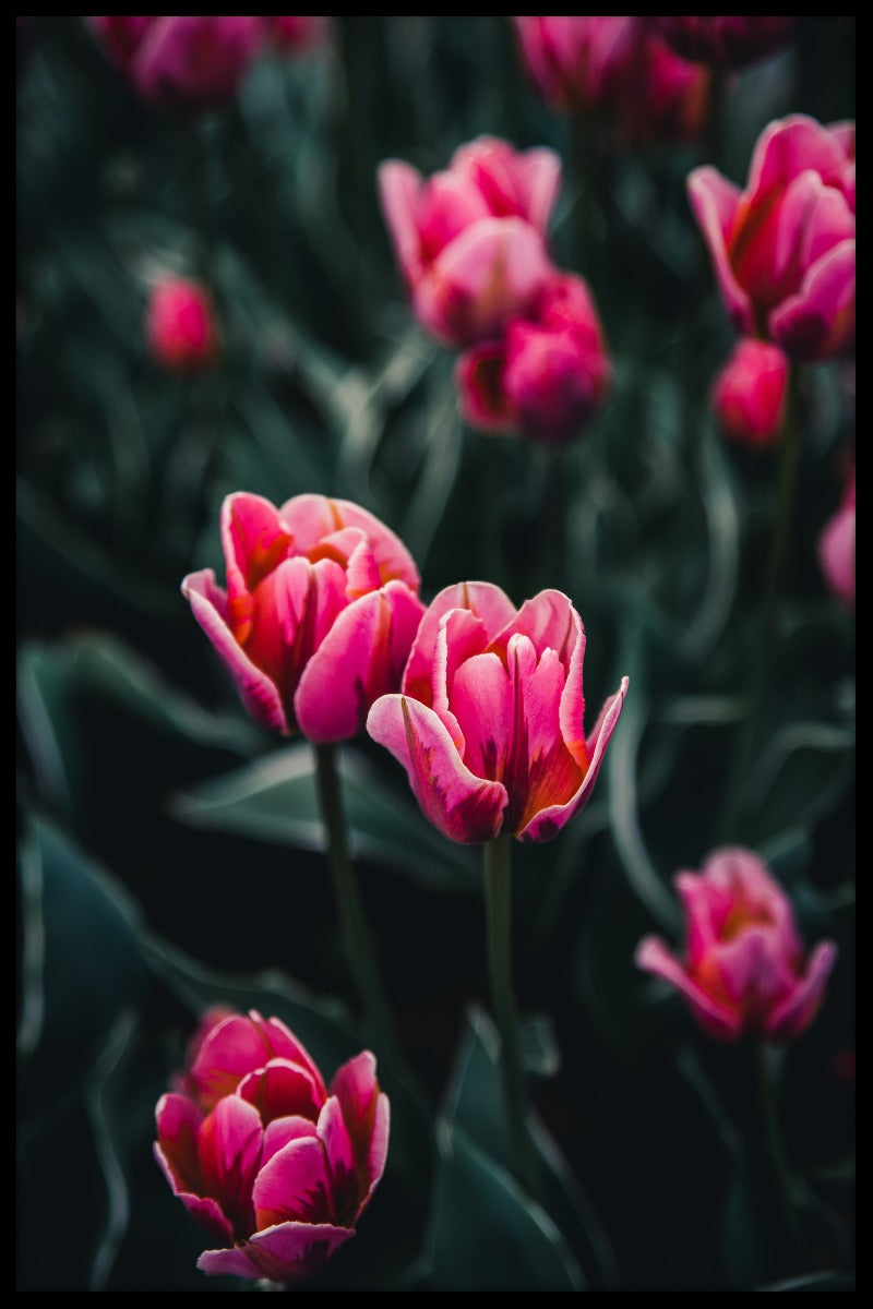 Tulpen in Stockholm-Plakat