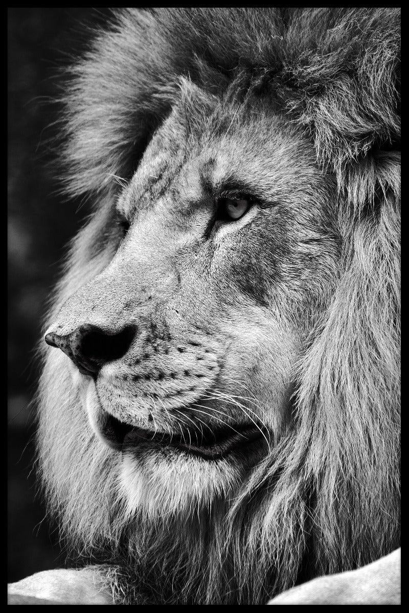 Löwenportrait N03 Rekord