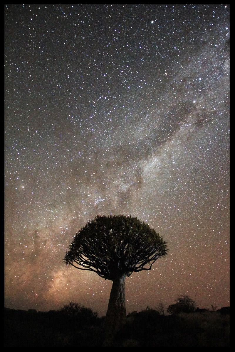 Köcherbaum Milkyway Poster