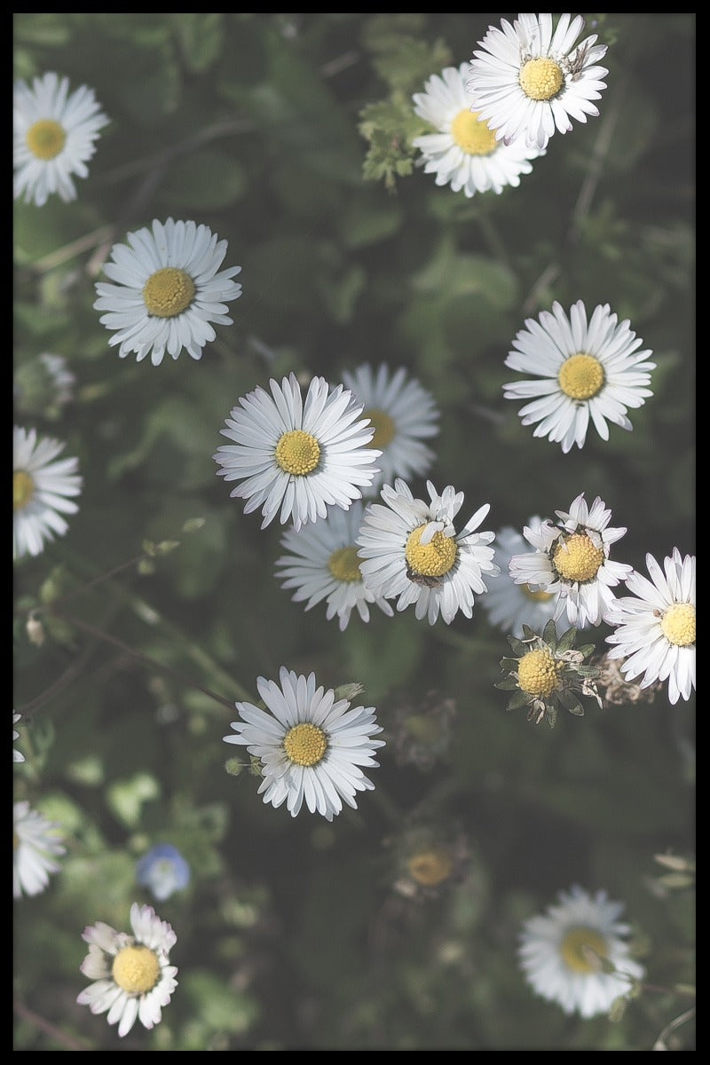 Kroatien Blumenplakat