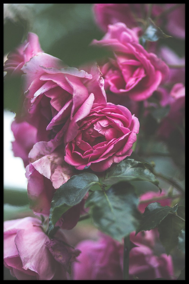 Kroatien Blume N02 Einträge