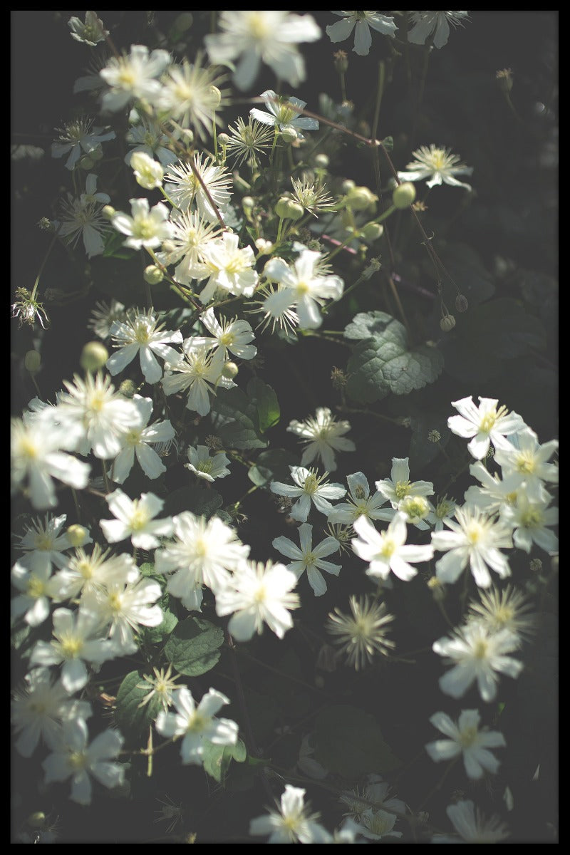 Stockholmer Blumenpost