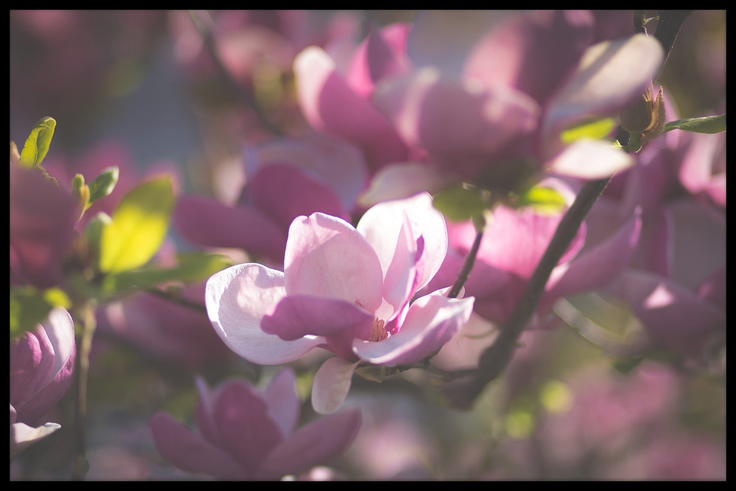 Magnolien-Plakat