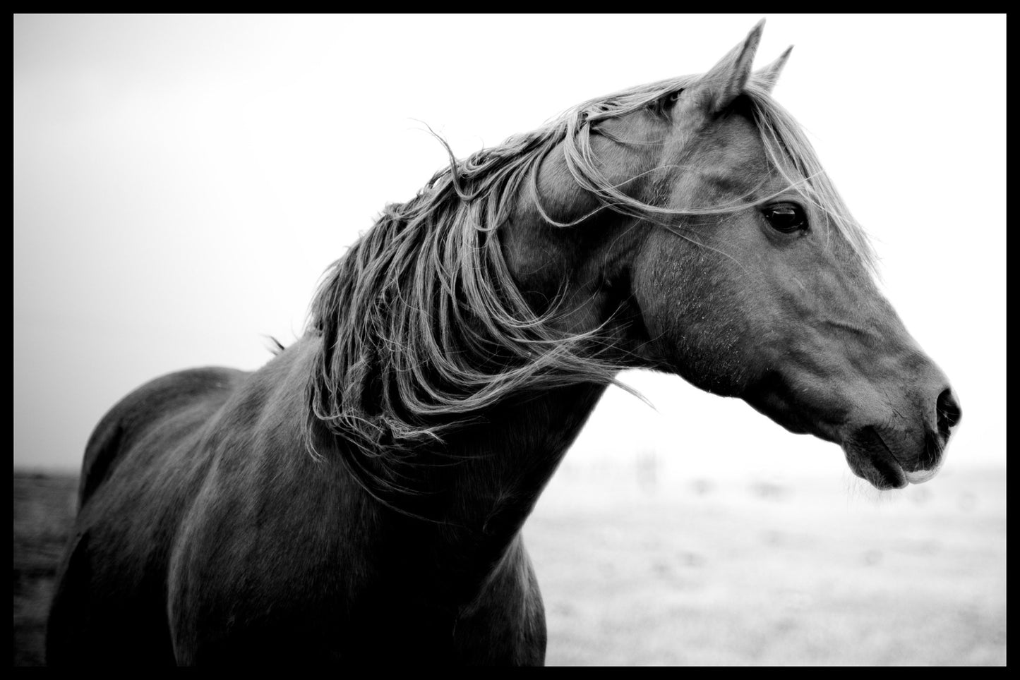 Wildes Pony-Plakat