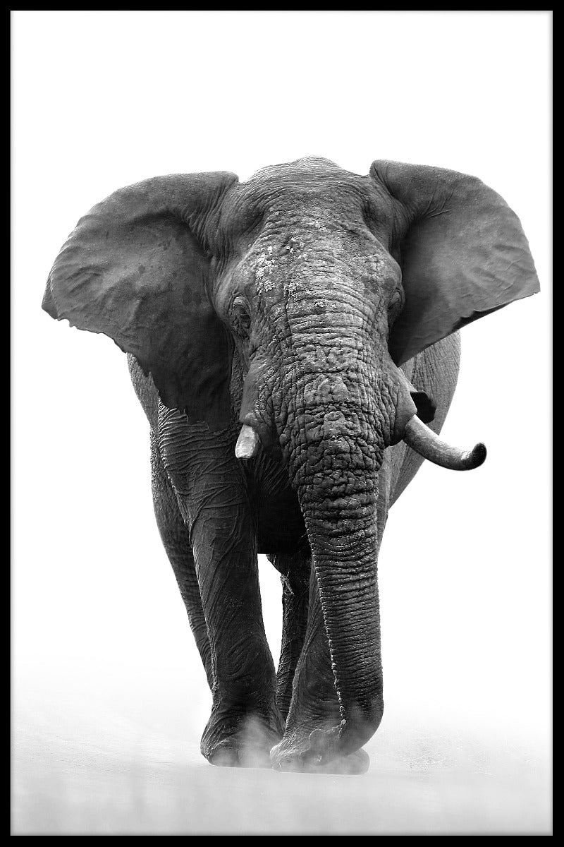 Afrikanischer Elefant N04 Rekord
