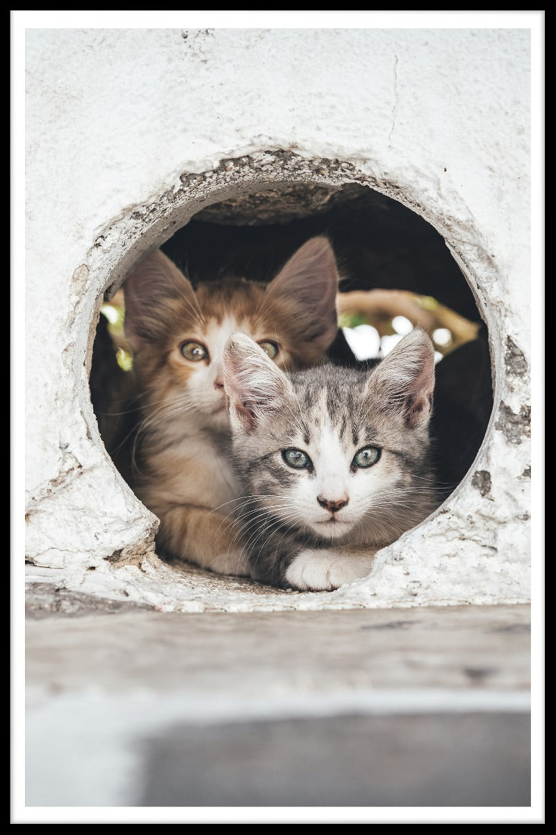 poster Katzen verstecken sich in Löchern