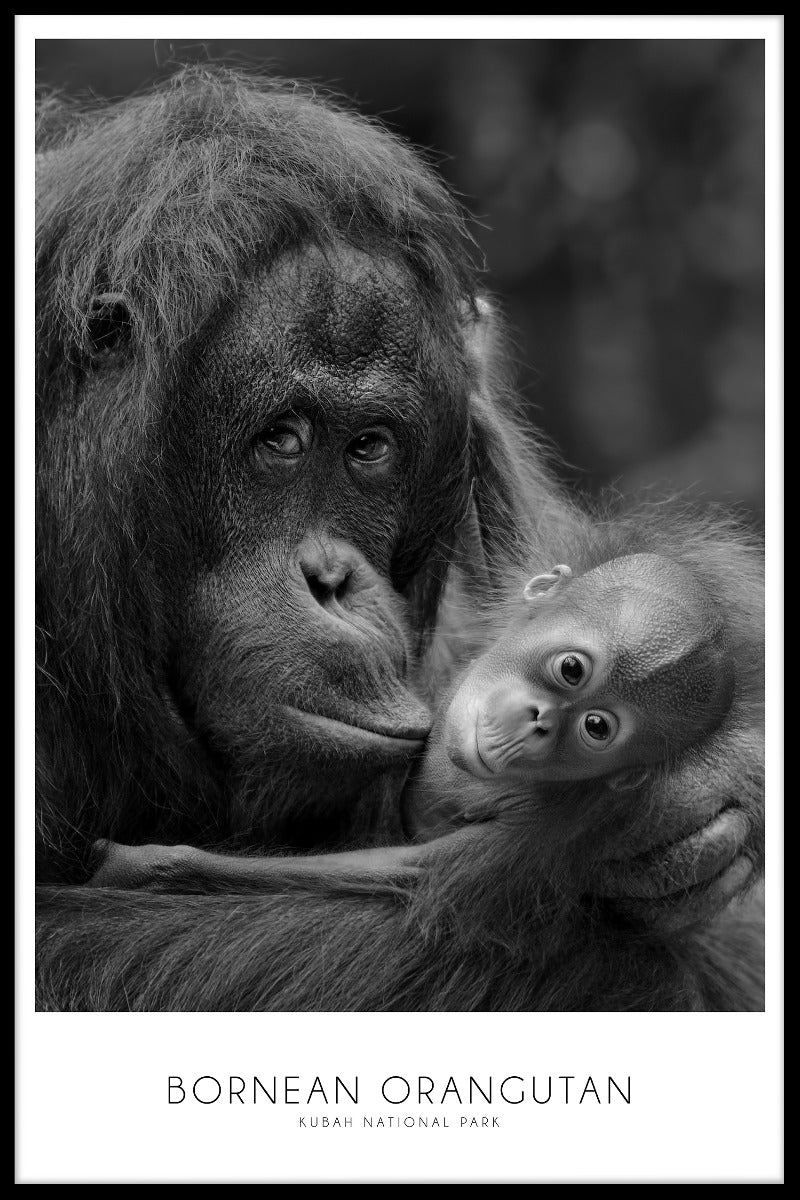 Aufzeichnungen über Borneo-Orang-Utans