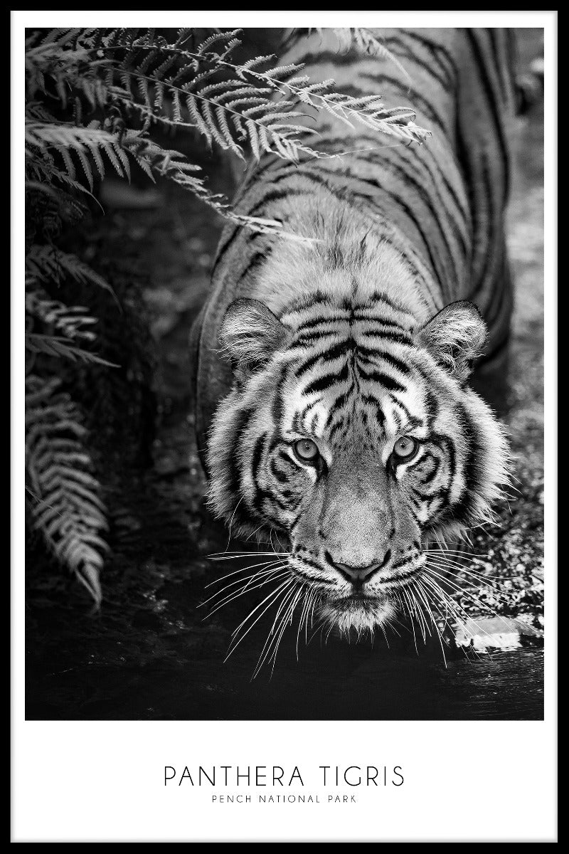 Panthera Tigris-Plakat