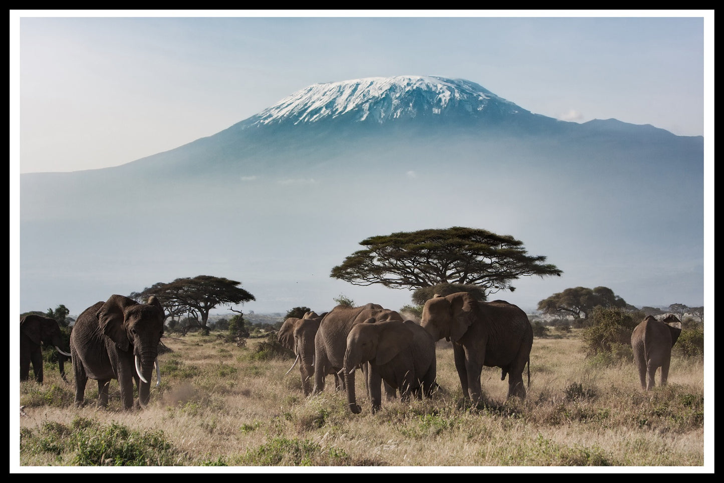 Plakat Kilimanjaro für Elefanten
