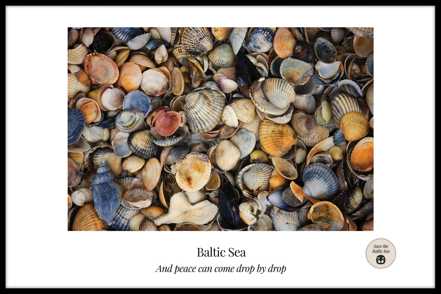 Poster Muscheln in der Ostsee