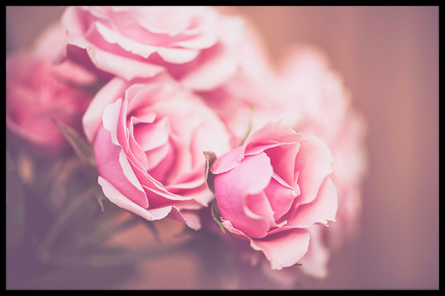 Rosa Rosen N03 Artikel