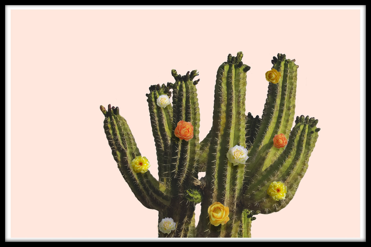 Blumenkaktus-Plakat