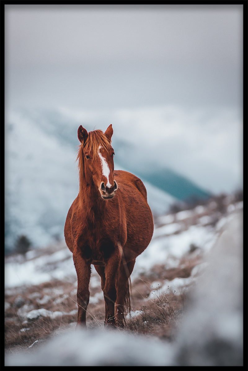 Pferd auf Bergposter