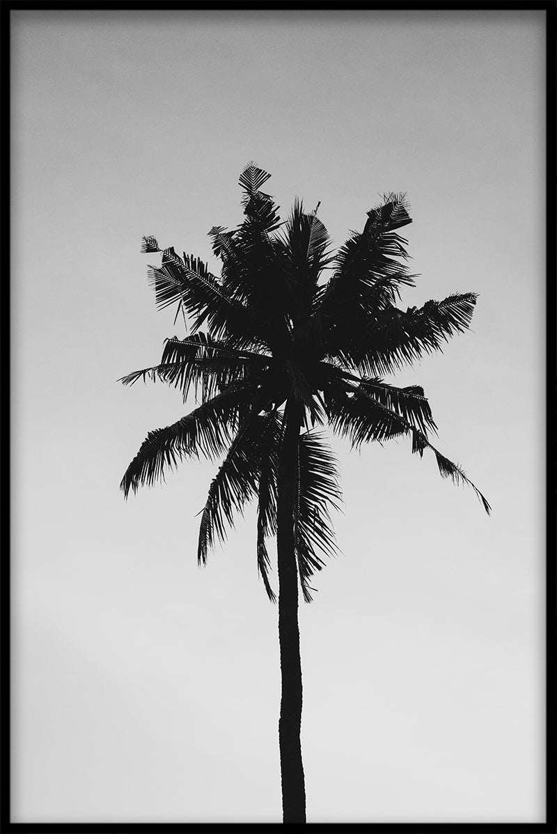 Palme schwarz &
