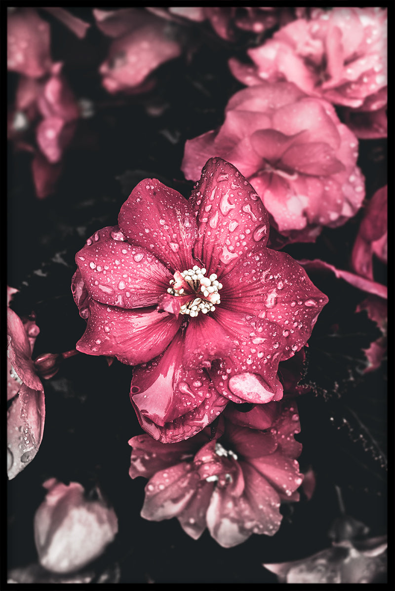 Rosa Blumen N02 Artikel