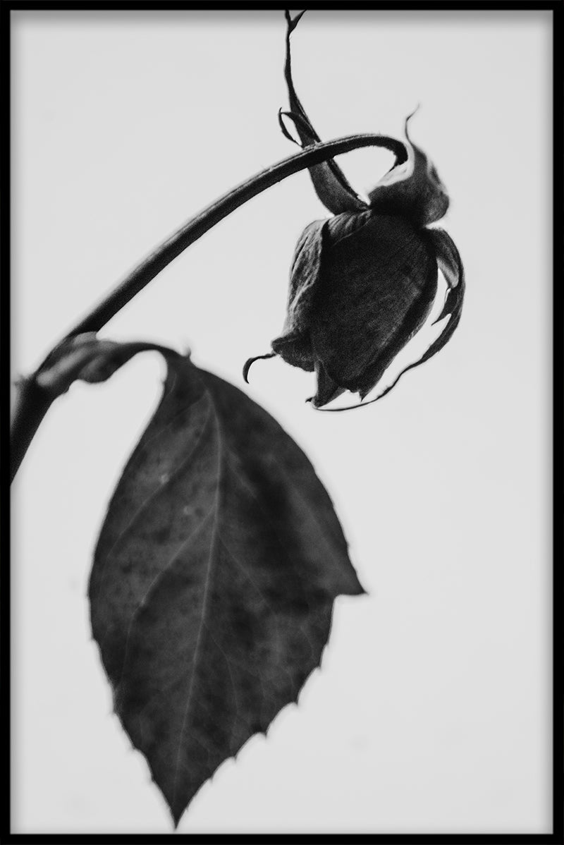 Altes Rosenplakat