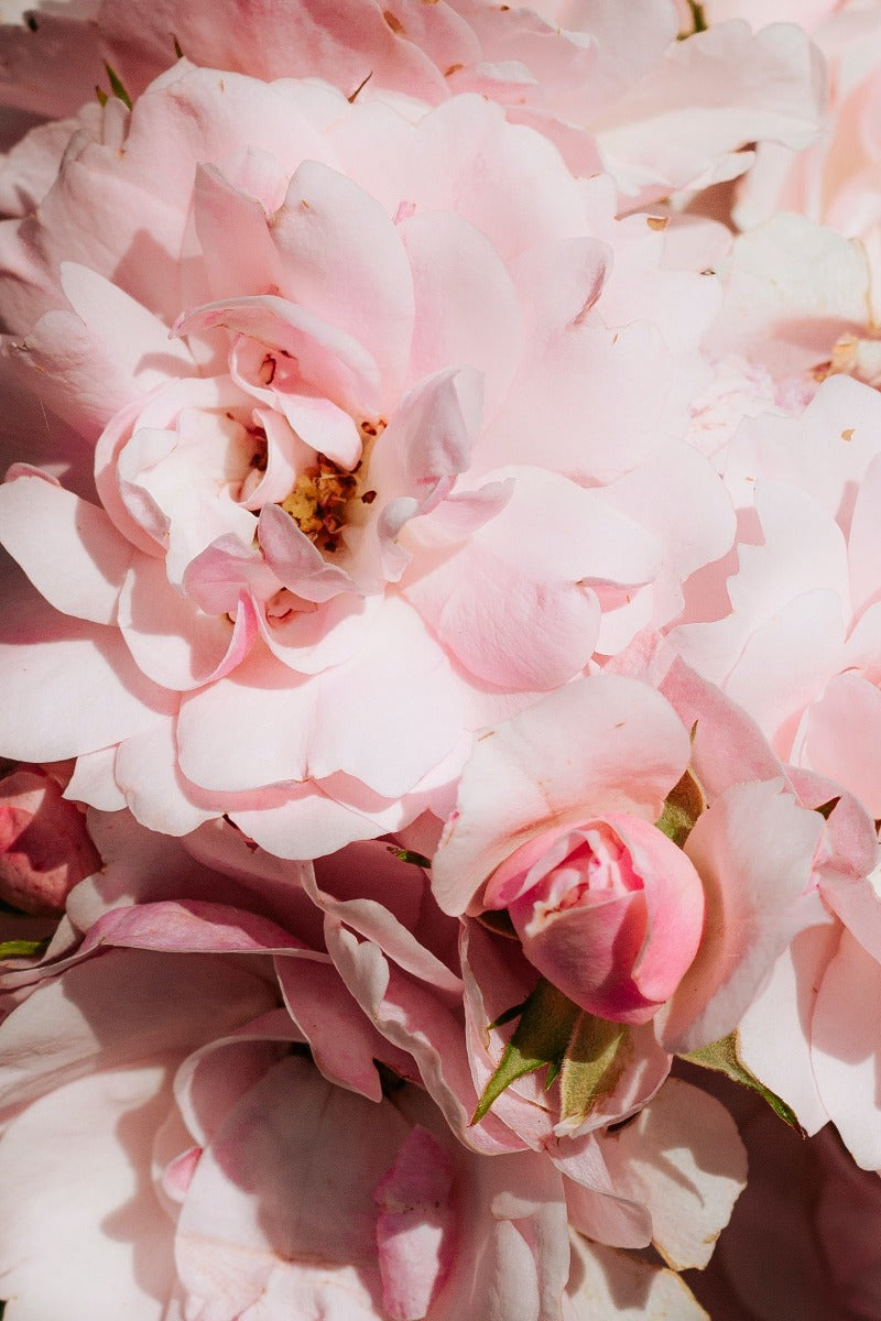 Perfekt rosa N02 Poster
