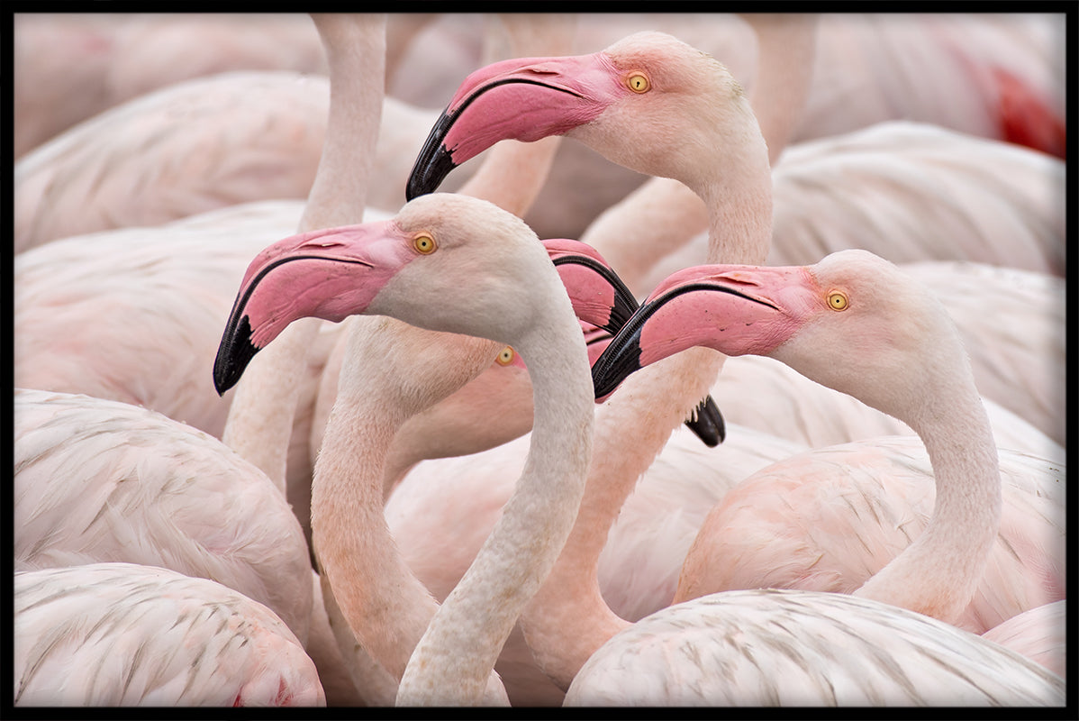 Flamingos rosa Plakat